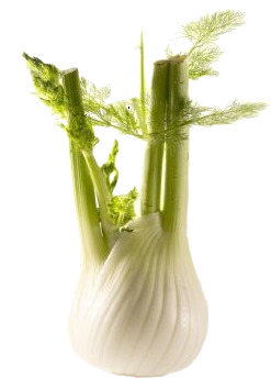 Fenouil