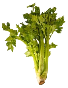Celeri branches
