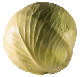 Choux blanc
