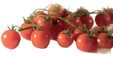 Tomates cerises Bretonnes grappe