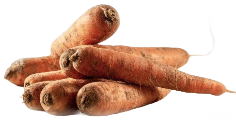 Carottes de sables Bretonne