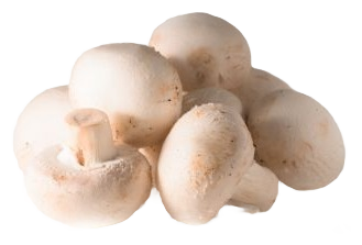 Champignon blanc